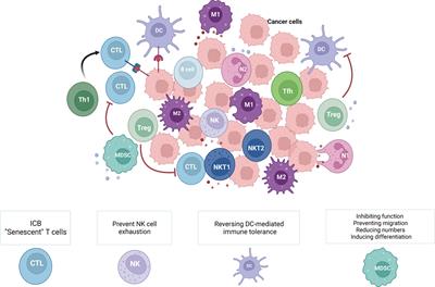 Frontiers | The Effect Of Neoadjuvant Chemotherapy On The Tumor Immune ...